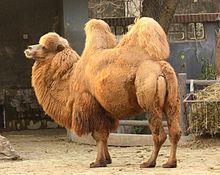 220px-2011_Trampeltier_1528