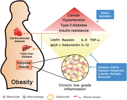 Weight Loss Can Reduce Your Cancer Risk by a 33%