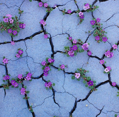 Plants-growing-through-concrete-walls-stones-and-asphalt-500x492-1