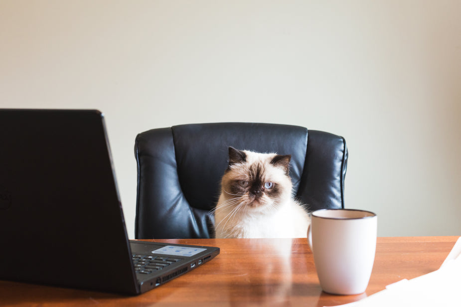 business-cat-in-office