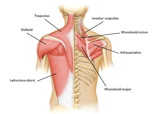 A diagram of the should muscles